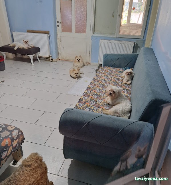 Keyifli Patim | Köpek Oteli | Köpek Pansiyonu | Pet Otel Keyifli Patim | Köpek Oteli | Köpek Pansiyonu | Pet Otel