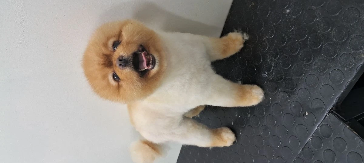 Pet Kuaför İsmail Yılan