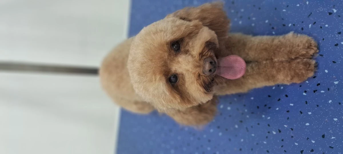 Pet Kuaför İsmail Yılan