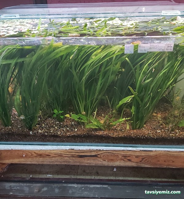Bursa Cihan Akvaryum & Petshop Bursa Cihan Akvaryum & Petshop