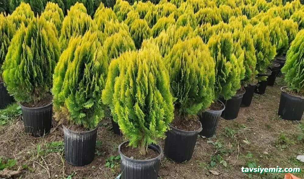 Acar Peyzaj Ve Fidancılık Acar Peyzaj Ve Fidancılık