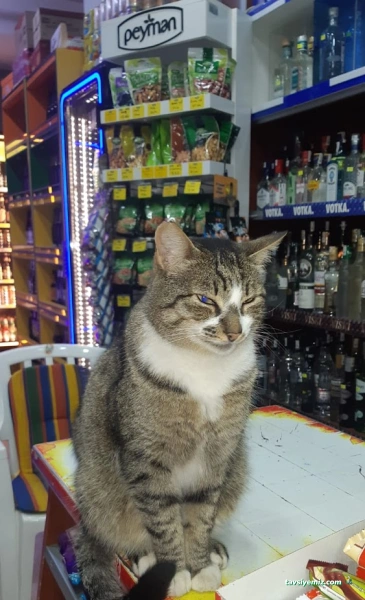 Acıbadem Kuruyemis & Tekel Acıbadem Kuruyemis & Tekel