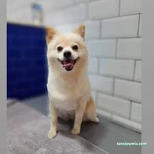 Ada Pet Kuaför Ada Pet Kuaför