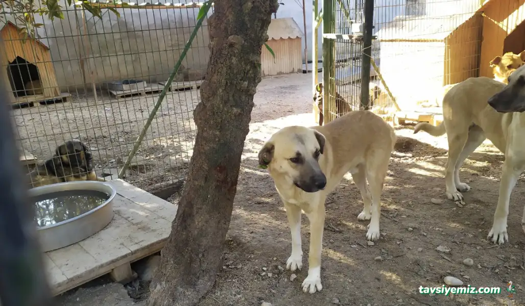 Adana Büyükşehir Belediyesi Hayvan Barınağı