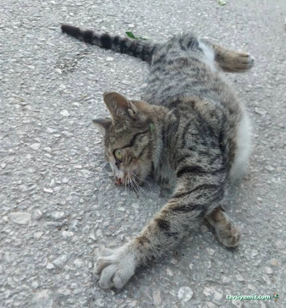 Adana Büyükşehir Belediyesi Hayvan Barınağı