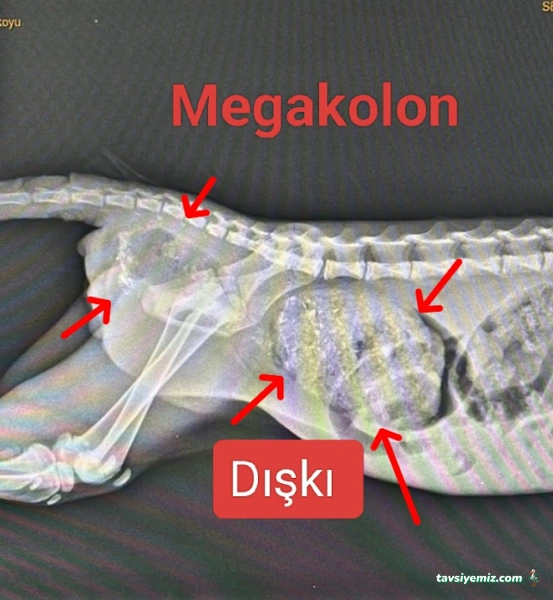 Adana Denizpet Veteriner Kliniği/Yeşilyurt/Baraj Yolu Adana Denizpet Veteriner Kliniği/Yeşilyurt/Baraj Yolu