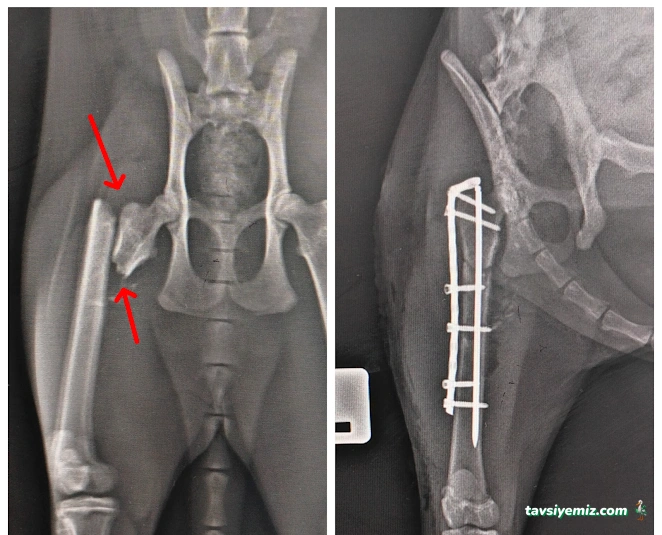 Adana Denizpet Veteriner Kliniği/Yeşilyurt/Baraj Yolu Adana Denizpet Veteriner Kliniği/Yeşilyurt/Baraj Yolu