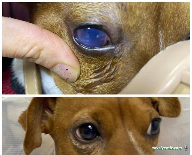 Adana Denizpet Veteriner Kliniği/Yeşilyurt/Baraj Yolu Adana Denizpet Veteriner Kliniği/Yeşilyurt/Baraj Yolu