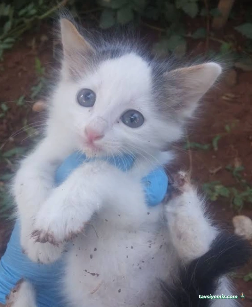 Adıyaman Belediyesi Veteriner Müdürlüğü