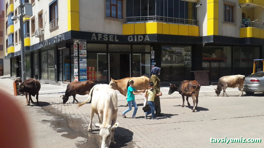 Afsel Gross Afsel Gross