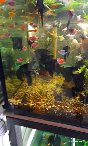Ah-Zoo Petshop Akvaryum Ah-Zoo Petshop Akvaryum