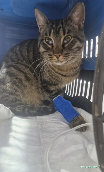 Akçay Veteriner Kliniği Akçay Veteriner Kliniği