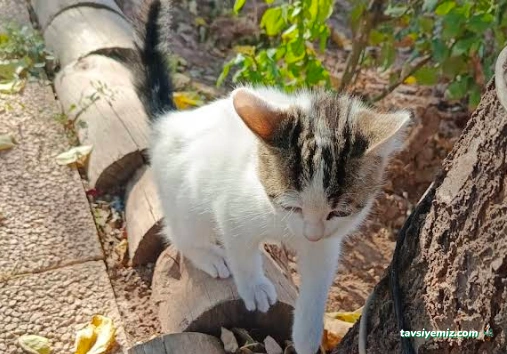 Aksaray Belediyesi Hayvan Barınağı