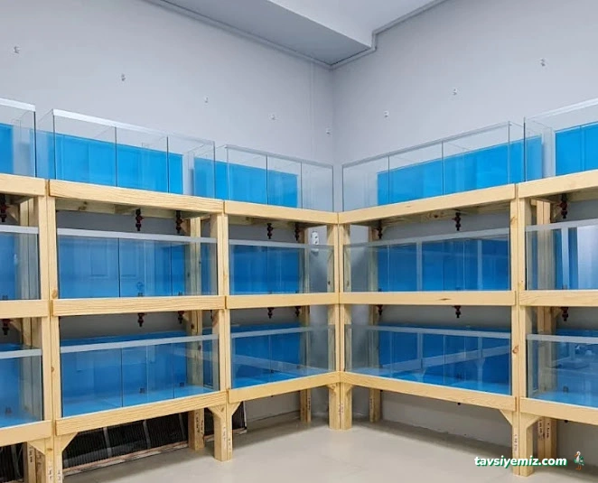 Ali Baba Petshop