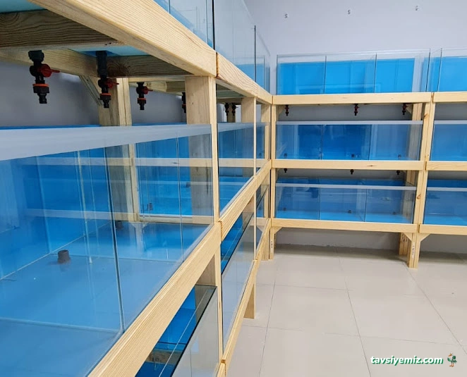 Ali Baba Petshop