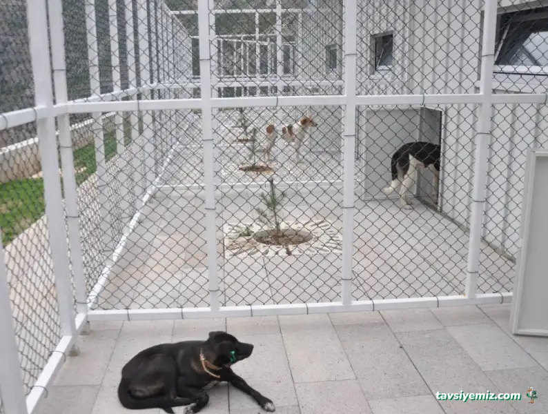 Artvin Hayvan Bakımevi Ve Rehabilitasyon Merkezi