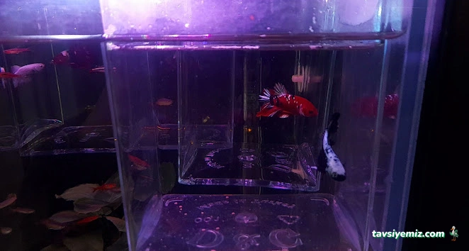 As Pet Shop As Pet Shop