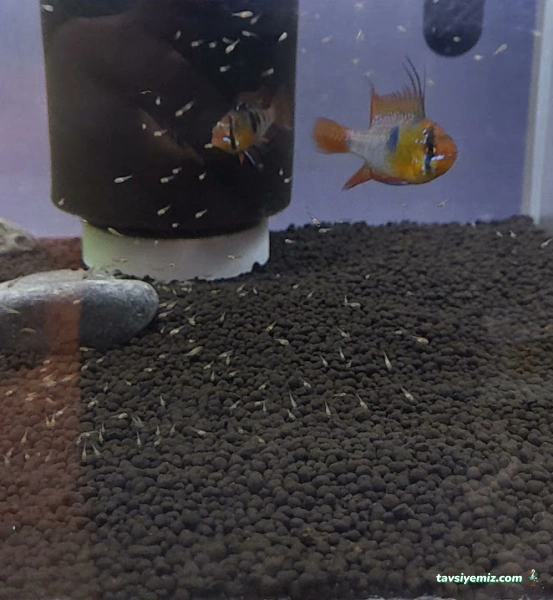 As Pet Shop As Pet Shop