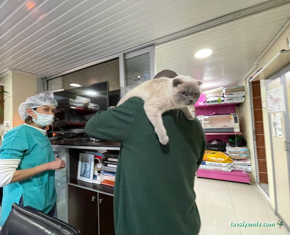 Atakent Veteriner Kliniği / Veteriner /Atakum Samsun Atakent Veteriner Kliniği / Veteriner /Atakum Samsun
