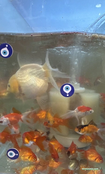 Ataköy Ezgi Petshop Ataköy Ezgi Petshop