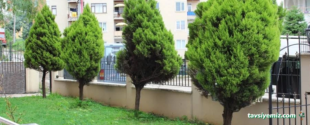 Atasev Özel Eğitim Ve Rehabilitasyon