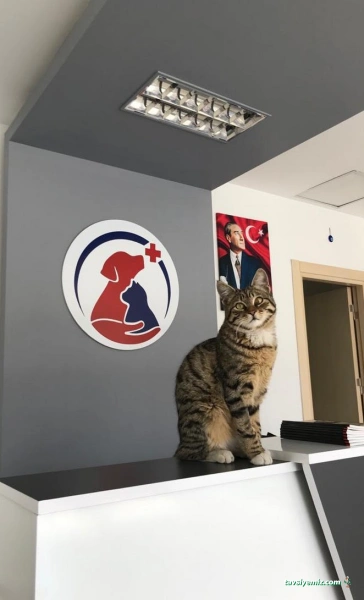 Athena Veteriner Kliniği Athena Veteriner Kliniği