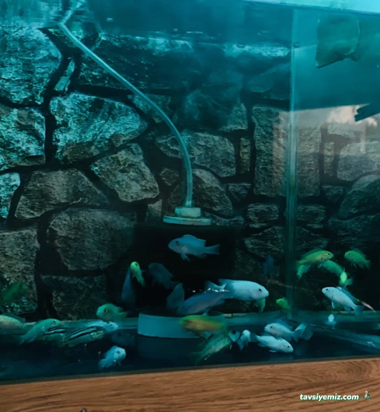 Ayaz Petshop