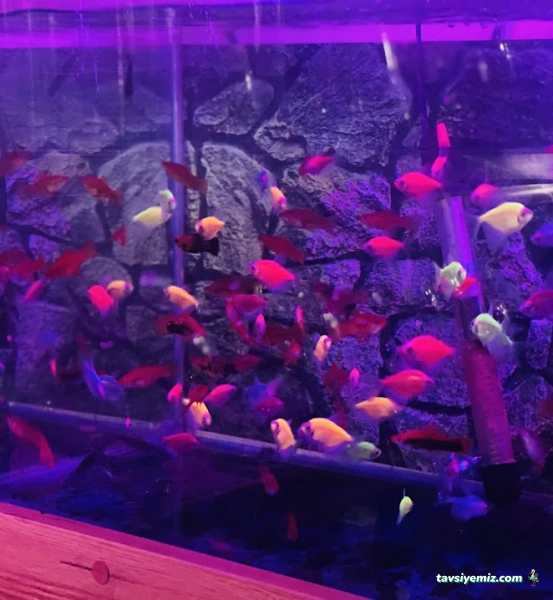 Ayaz Petshop