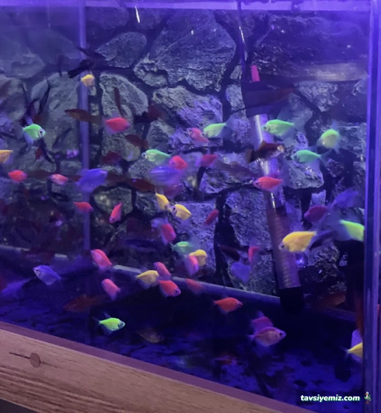 Ayaz Petshop