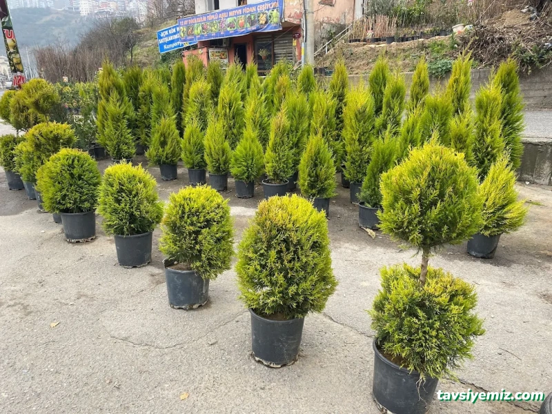 Aydın Fidancılık&Çiçekcilik Peyzaj Aydın Fidancılık&Çiçekcilik Peyzaj