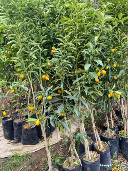 Aydın Fidancılık&Çiçekcilik Peyzaj Aydın Fidancılık&Çiçekcilik Peyzaj