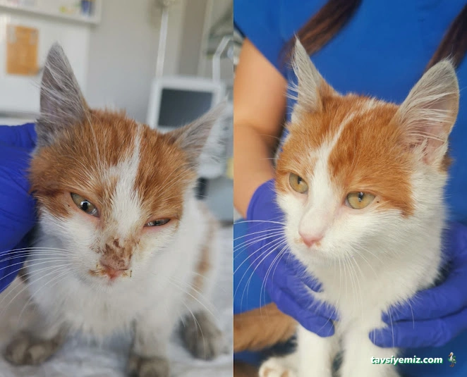 Aydınevler Veteriner Kliniği | Özel Veteriner - Maltepe/Küçükyalı/Aydınevler Veteriner Aydınevler Veteriner Kliniği | Özel Veteriner - Maltepe/Küçükyalı/Aydınevler Veteriner