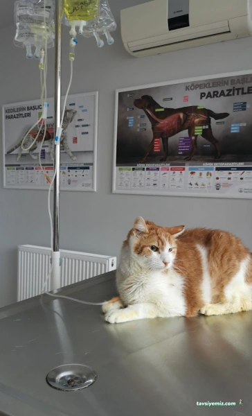 Aydınevler Veteriner Kliniği | Özel Veteriner - Maltepe/Küçükyalı/Aydınevler Veteriner Aydınevler Veteriner Kliniği | Özel Veteriner - Maltepe/Küçükyalı/Aydınevler Veteriner