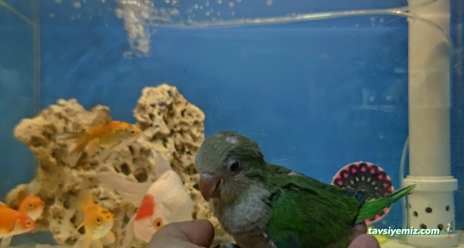 Aykuş Petshop
