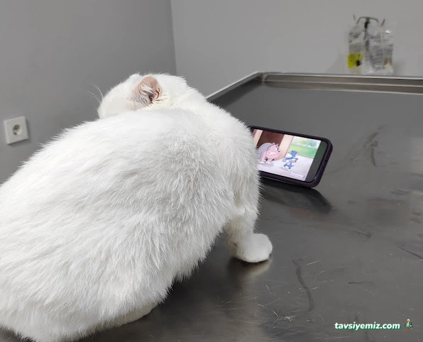 Bal Peteği Veteriner Kliniği Bal Peteği Veteriner Kliniği