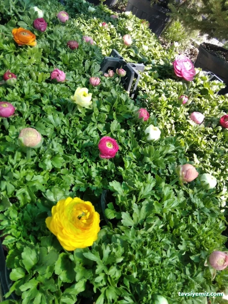 Balikesir Defne Peyzaj Balikesir Defne Peyzaj