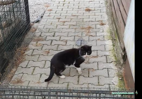 Balıkesir Sokak Hayvanları Bakımevi