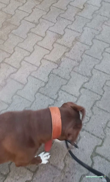 Bast Veteriner Kliniği Marmaris 7/24 Acil Bast Veteriner Kliniği Marmaris 7/24 Acil