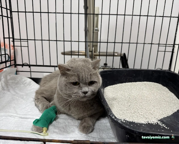 Bast Veteriner Kliniği Marmaris 7/24 Acil Bast Veteriner Kliniği Marmaris 7/24 Acil