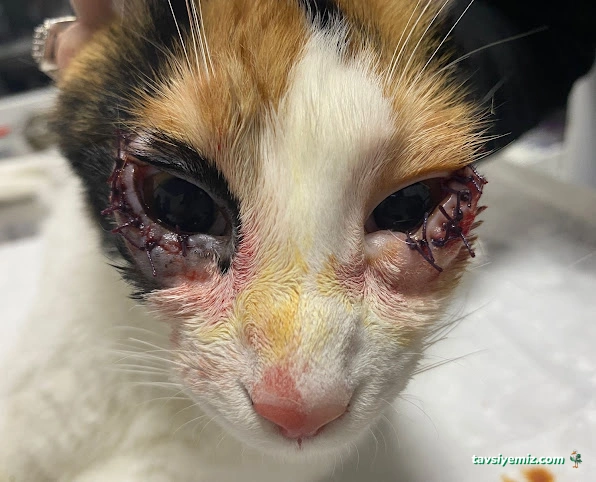 Batıkent Life Veteriner Kliniği-Batıkent Veteriner-Batıkentte Veteriner-Yenimahalle Veteriner Batıkent Life Veteriner Kliniği-Batıkent Veteriner-Batıkentte Veteriner-Yenimahalle Veteriner