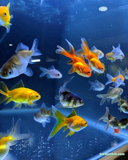 Bayburt Akvaryum Petshop Bayburt Akvaryum Petshop