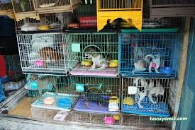 Bayburt Akvaryum Petshop Bayburt Akvaryum Petshop