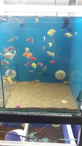 Bayburt Akvaryum Petshop Bayburt Akvaryum Petshop