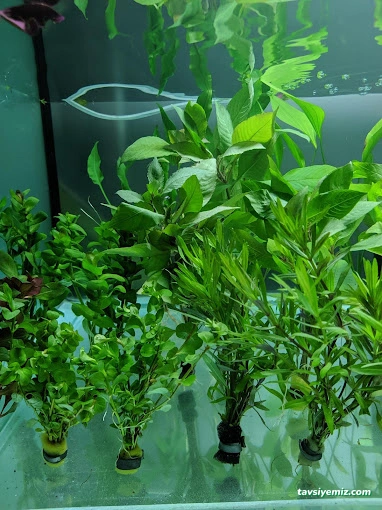 Bayburt Akvaryum Petshop Bayburt Akvaryum Petshop