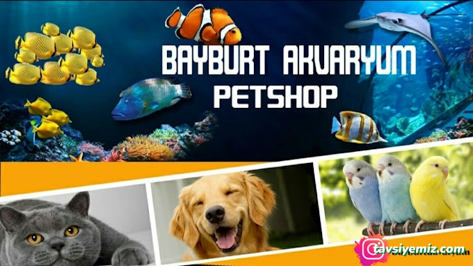 Bayburt Akvaryum Petshop Bayburt Akvaryum Petshop