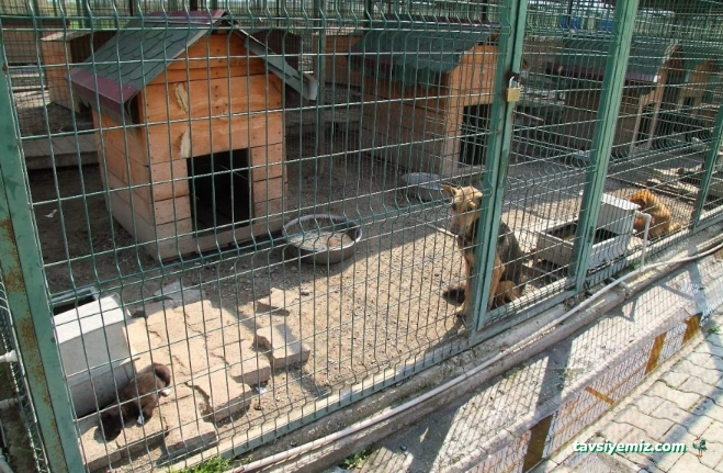 Bayburt Belediyesi Veteriner İşleri Müdürlüğü