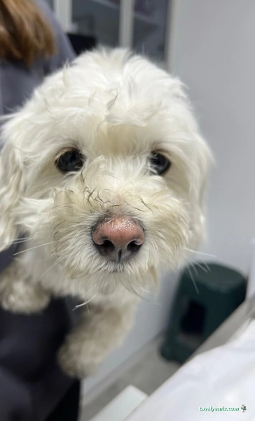 Belek Petopya Veteriner Kliniği Belek Petopya Veteriner Kliniği