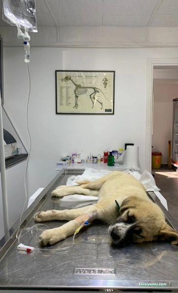 Belek Petopya Veteriner Kliniği Belek Petopya Veteriner Kliniği
