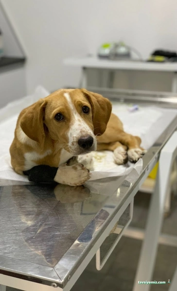 Belek Petopya Veteriner Kliniği Belek Petopya Veteriner Kliniği
