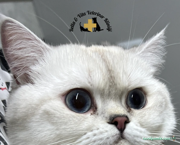 Bella & Vita Veteriner Kliniği Bella & Vita Veteriner Kliniği